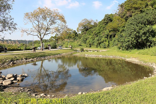 IMG_8347.jpg - 桃園大溪 月眉人工濕地生態公園  落羽松 20211215