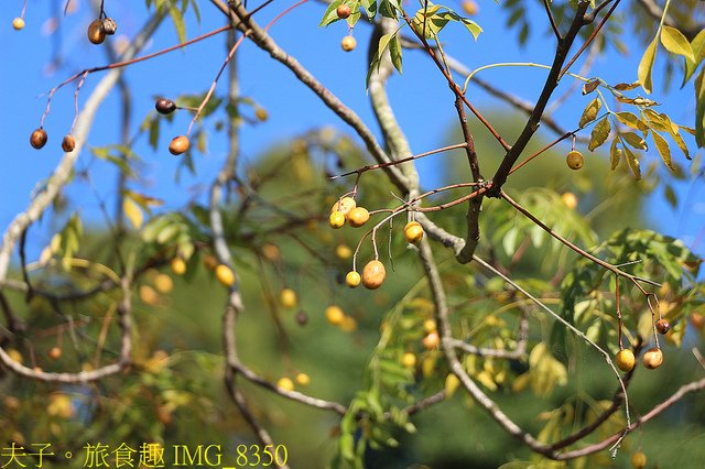 IMG_8350.jpg - 桃園大溪 月眉人工濕地生態公園  落羽松 20211215