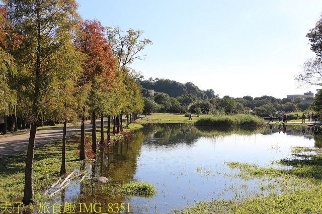 IMG_8351.jpg - 桃園大溪 月眉人工濕地生態公園  落羽松 20211215