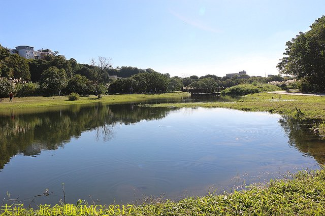 IMG_8317.jpg - 桃園大溪 月眉人工濕地生態公園  落羽松 20211215