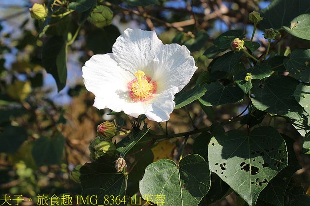 IMG_8364 山芙蓉.jpg - 桃園大溪 月眉人工濕地生態公園  落羽松 20211215