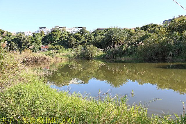 IMG_8391.jpg - 桃園大溪 月眉人工濕地生態公園  落羽松 20211215