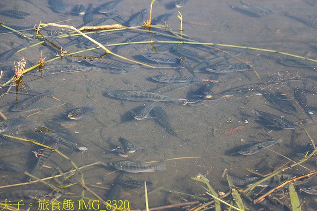 IMG_8320.jpg - 桃園大溪 月眉人工濕地生態公園  落羽松 20211215