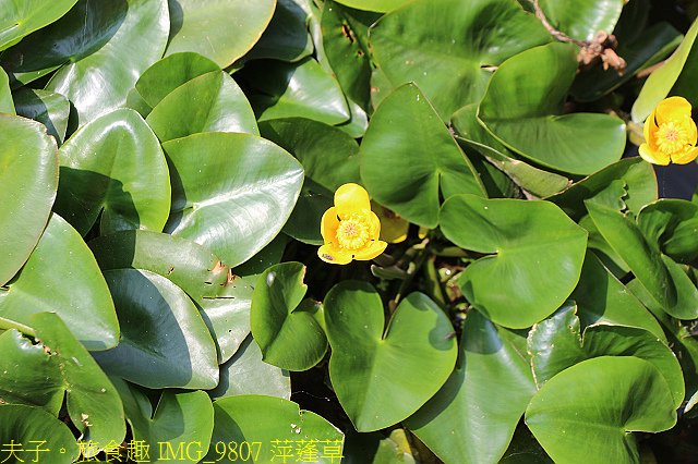 IMG_9807 萍蓬草.jpg - 大西拉雅 台南六甲 X 台南官田 20210326