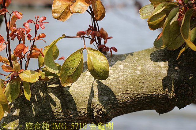IMG_5710 金龜樹.jpg - 桃園龍潭大池 20210310