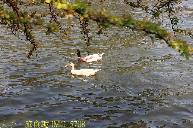 IMG_5708.jpg - 桃園龍潭大池 20210310