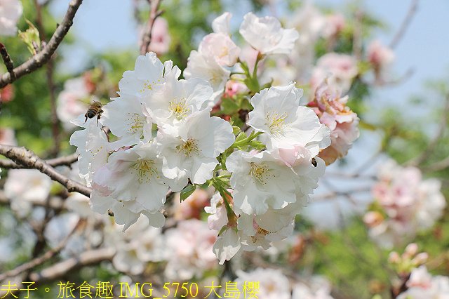 IMG_5750 大島櫻.jpg - 桃園龍潭大池 20210310