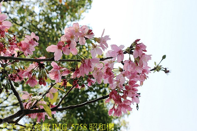 IMG_5758 昭和櫻.jpg - 桃園龍潭大池 20210310