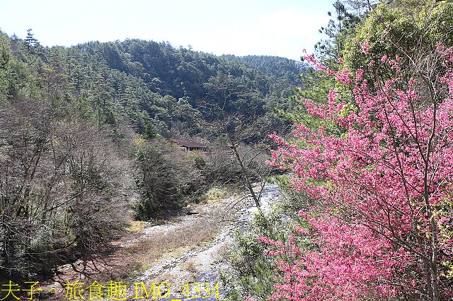 IMG_4334.jpg - 2021年 武陵農場 山櫻花、紅粉佳人 繽紛綻放 20210214