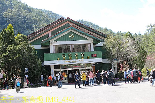 IMG_4341.jpg - 2021年 武陵農場 山櫻花、紅粉佳人 繽紛綻放 20210214