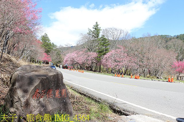 IMG_4364.jpg - 2021年 武陵農場 山櫻花、紅粉佳人 繽紛綻放 20210214