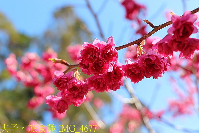 IMG_4677.jpg - 2021年 武陵農場 山櫻花、紅粉佳人 繽紛綻放 20210214