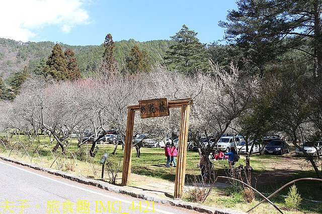 IMG_4421.jpg - 2021年 武陵農場 山櫻花、紅粉佳人 繽紛綻放 20210214