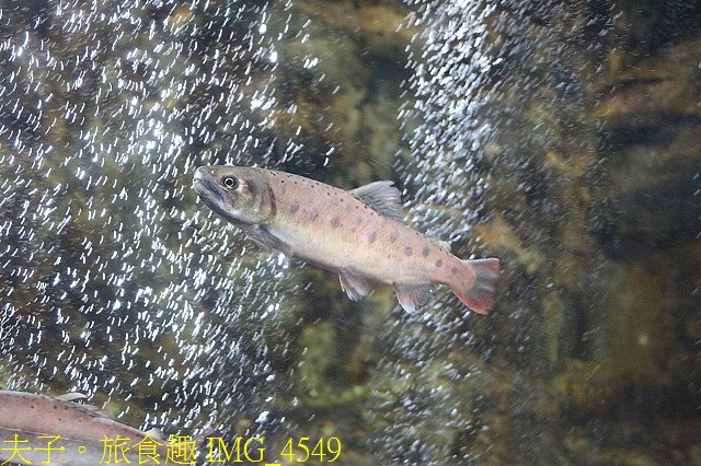 IMG_4549.jpg - 2021年 武陵農場 山櫻花、紅粉佳人 繽紛綻放 20210214