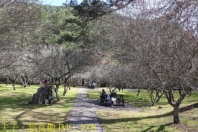 IMG_4608.jpg - 2021年 武陵農場 山櫻花、紅粉佳人 繽紛綻放 20210214