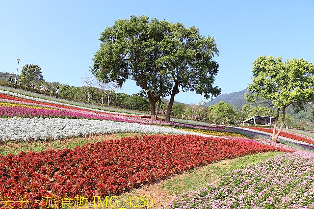 IMG_4250.jpg - 北投社三層崎公園「台版富良野花海」20210203