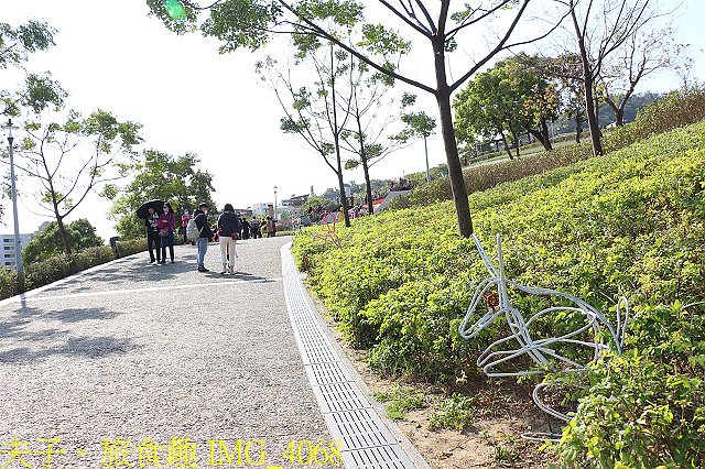 IMG_4068.jpg - 北投社三層崎公園「台版富良野花海」20210203