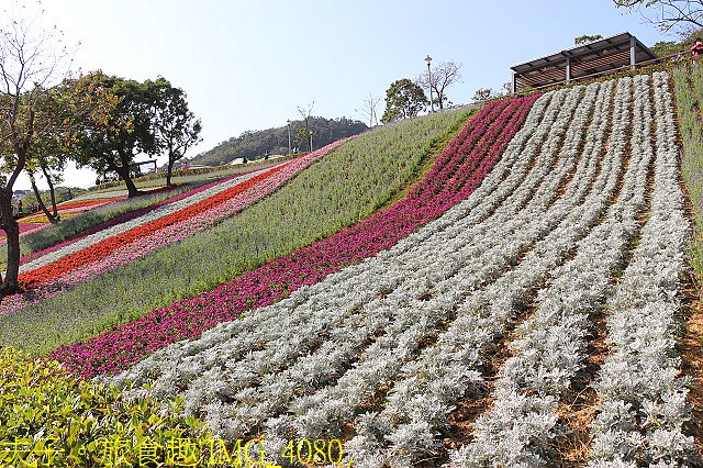 IMG_4080.jpg - 北投社三層崎公園「台版富良野花海」20210203