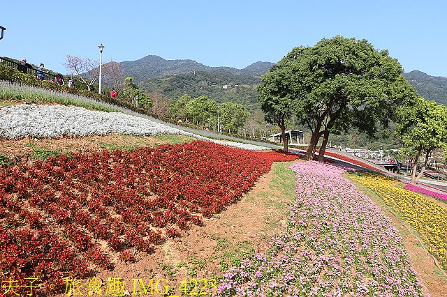 IMG_4223.jpg - 北投社三層崎公園「台版富良野花海」20210203