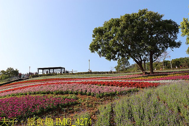 IMG_4274.jpg - 北投社三層崎公園「台版富良野花海」20210203