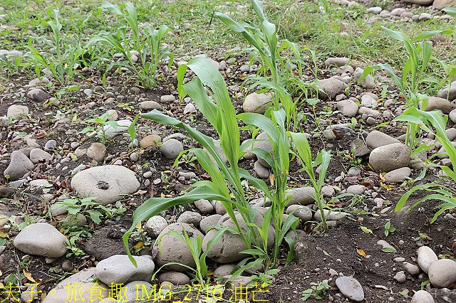 IMG_2716 油芒.jpg - Lipahak 三鶯原生態園區 20201114