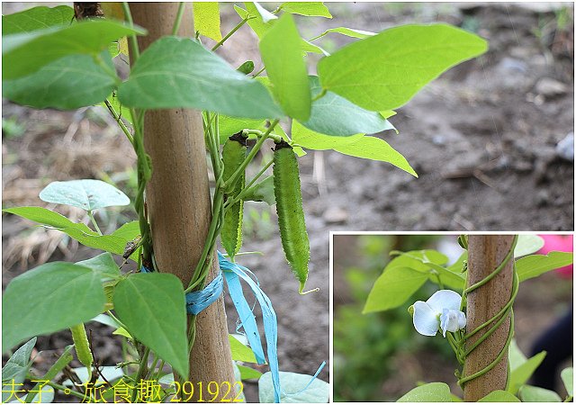 291922.jpg - Lipahak 三峽野菜農園 20201114