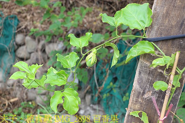 IMG_2898 百香果.jpg - Lipahak 三峽野菜農園 20201114