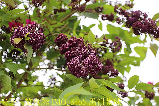 IMG_8465 馬祖紫珠.jpg - 馬祖北竿芹壁 龍角峰五位靈公廟  中美合作防空洞 20201005