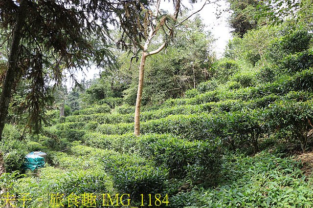 IMG_1184.jpg - 寶山拿普原生茶有機茶園  20201017