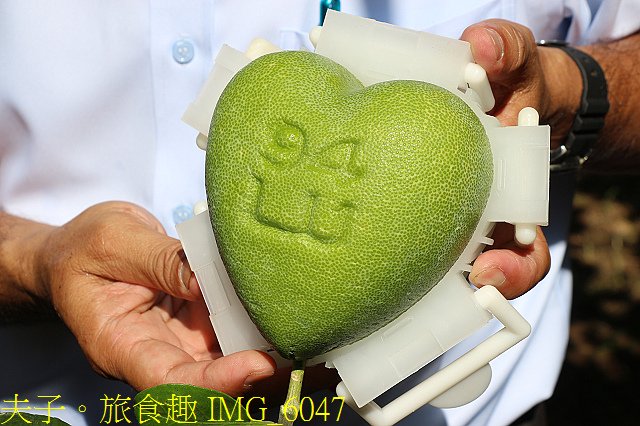 IMG_6047.jpg - 幸福文旦柚農遊體驗之旅 幸福滿滿滿！20200806