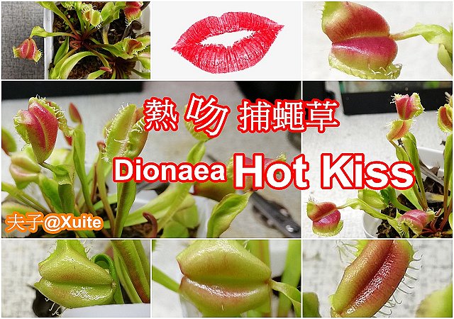 熱吻捕蠅草-1.jpg - 熱吻捕蠅草 (Dionaea Hot Kiss) 20181117