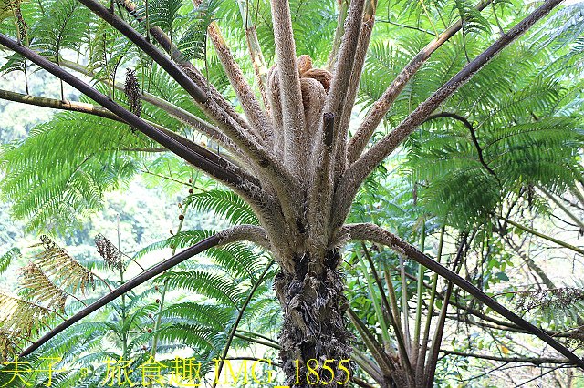 IMG_1855.jpg - 新北市瑞芳區 夢幻瀑布 20200317
