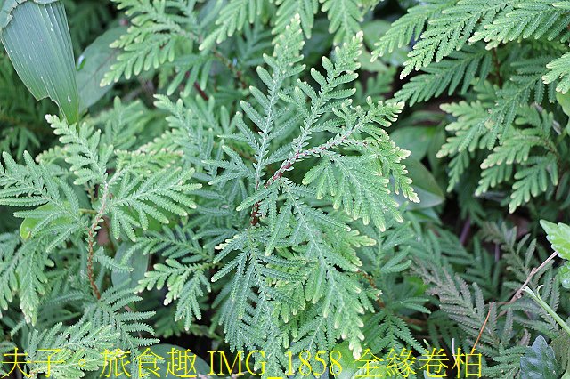 IMG_1858 全緣卷柏.jpg - 新北市瑞芳區 夢幻瀑布 20200317