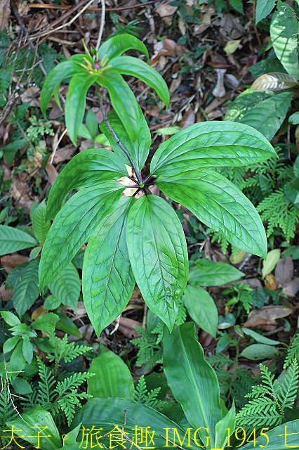 IMG_1945 七葉一枝花.jpg - 新北市瑞芳區 夢幻瀑布 20200317