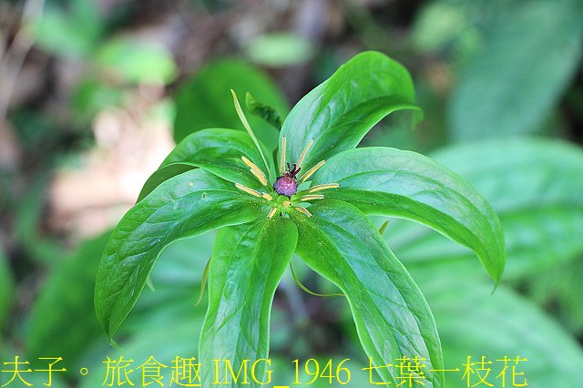 IMG_1946 七葉一枝花.jpg - 新北市瑞芳區 夢幻瀑布 20200317