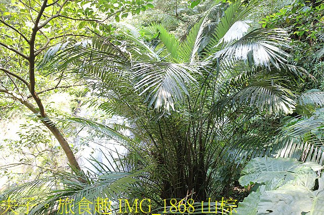 IMG_1868 山棕.jpg - 新北市瑞芳區 夢幻瀑布 20200317