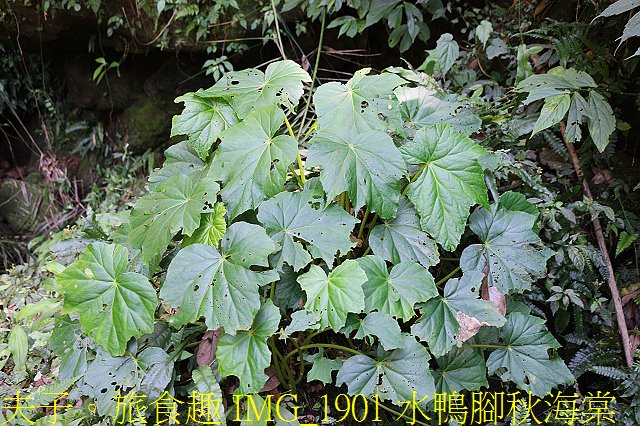 IMG_1901 水鴨腳秋海棠.jpg - 新北市瑞芳區 夢幻瀑布 20200317