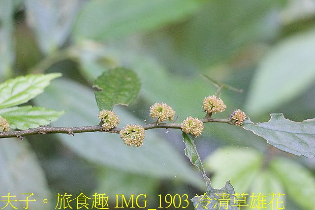 IMG_1903 冷清草雄花.jpg - 新北市瑞芳區 夢幻瀑布 20200317