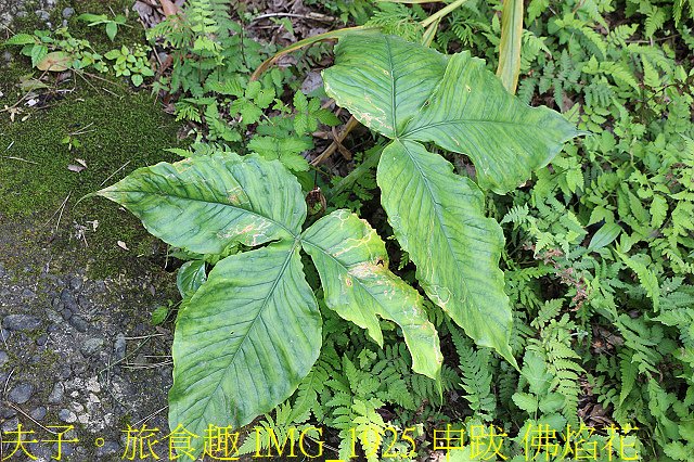 IMG_1925 申跋 佛焰花.jpg - 新北市瑞芳區 夢幻瀑布 20200317