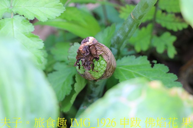 IMG_1926 申跋 佛焰花 果.jpg - 新北市瑞芳區 夢幻瀑布 20200317