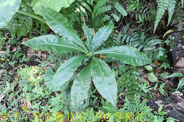 IMG_1935 穿鞘花.jpg - 新北市瑞芳區 夢幻瀑布 20200317