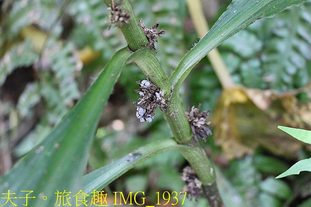 IMG_1937.jpg - 新北市瑞芳區 夢幻瀑布 20200317