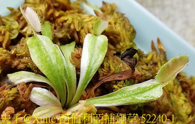 西伯利亞捕蠅草 52240-1.jpg - 西伯利亞捕蠅草 Dionaea Siberia 20181122