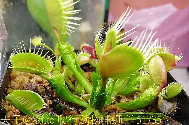 爬行動物捕蠅草 51735.jpg - 爬行動物捕蠅草 Dionaea Reptile 20181119