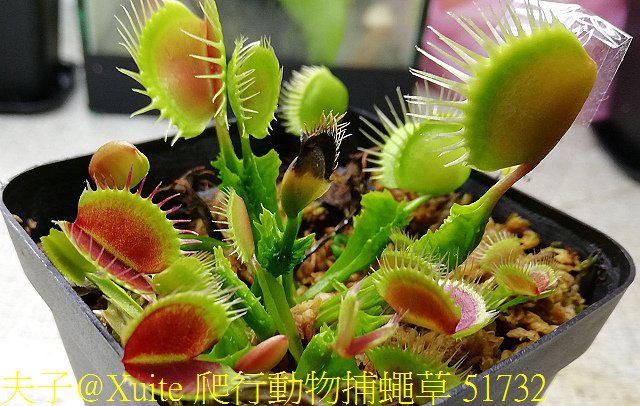 爬行動物捕蠅草 51732.jpg - 爬行動物捕蠅草 Dionaea Reptile 20181119