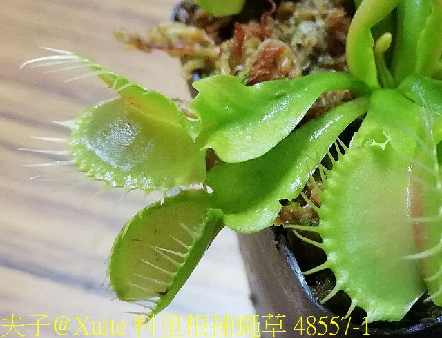 科里根捕蠅草 48557-1.jpg - 科里根捕蠅草 Dionaea Korrigans 20181112