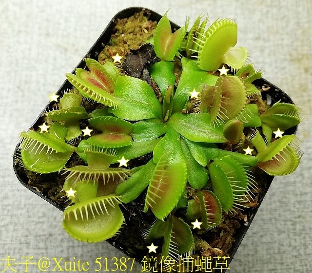 51387-1 鏡像捕蠅草 .jpg - 鏡像捕蠅草 Dionaea muscipula Mirror 20181117