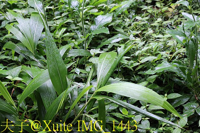 IMG_1443.jpg - 新竹尖石鴛鴦谷瀑布 20190904