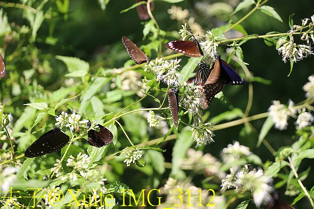 IMG_3112.jpg - 台南關子嶺 嶺頂公園 蝴蝶標放 20190714