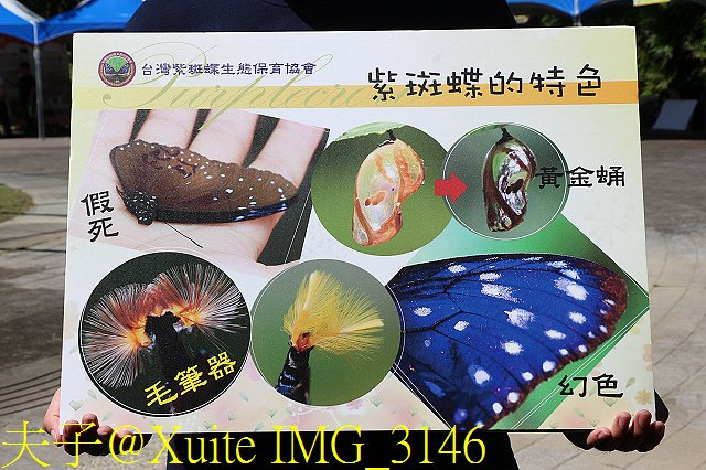 IMG_3146.jpg - 台南關子嶺 嶺頂公園 蝴蝶標放 20190714